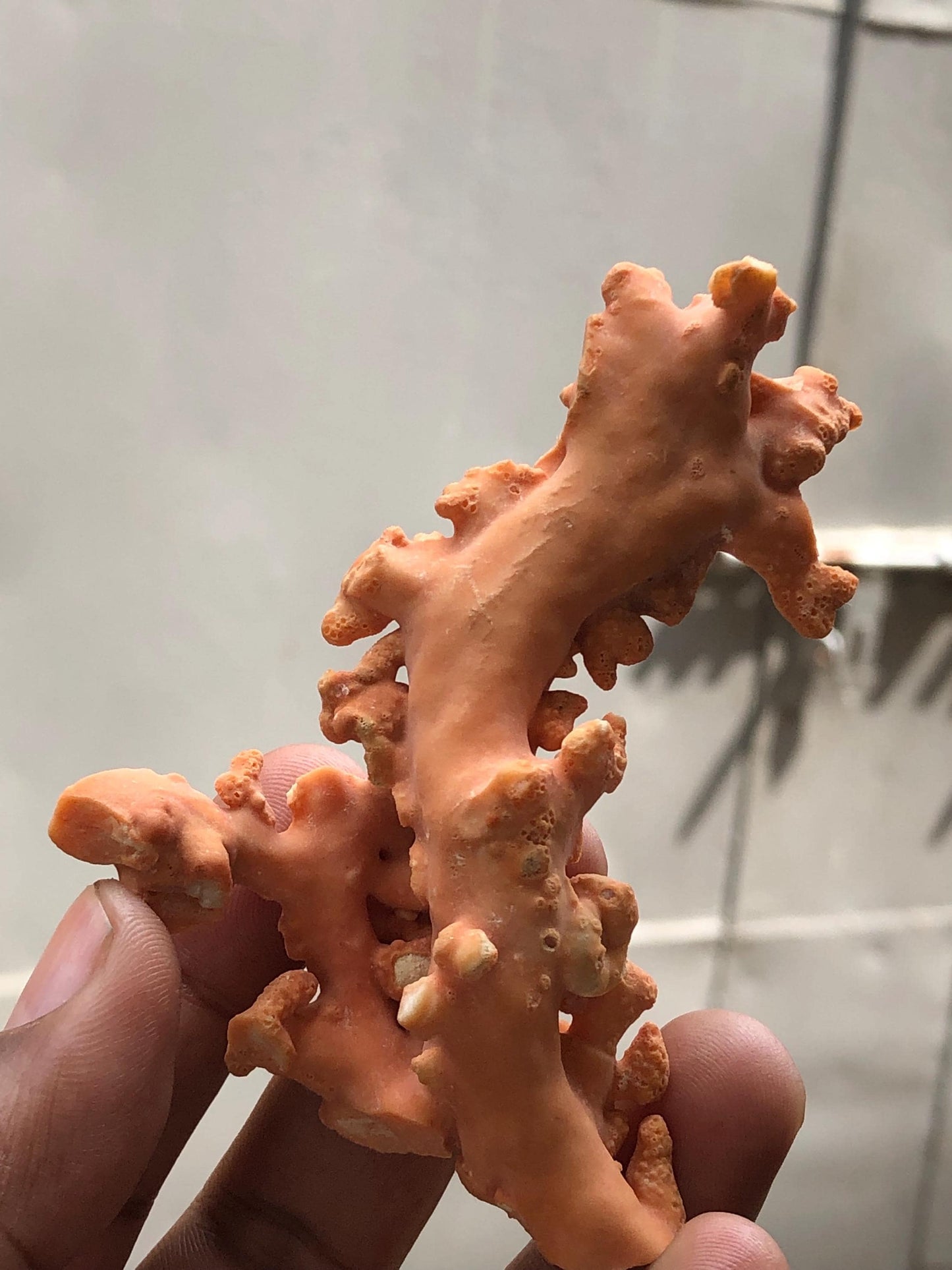 Large 49.3 Gram Raw Natural Red Coral Specimen • Rough Mediterranean Sea Coral Branch for Lapidary • Genuine Organic Gemstone