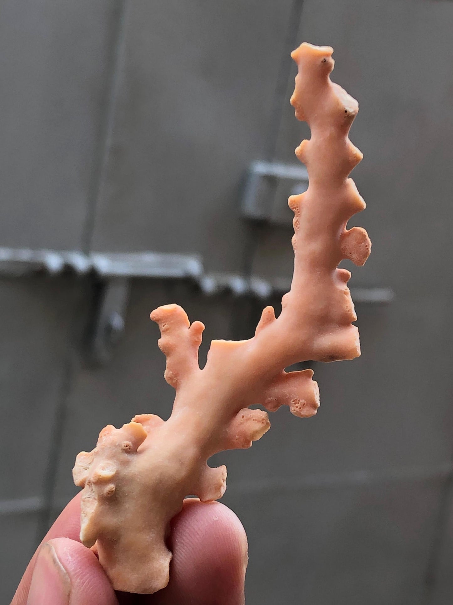 Natural Coral Branch Specimen 10.285g | Organic Sea Coral Skeleton 80.01mm | Raw Coral Branch | Coastal Home Decor | Collector Specimen