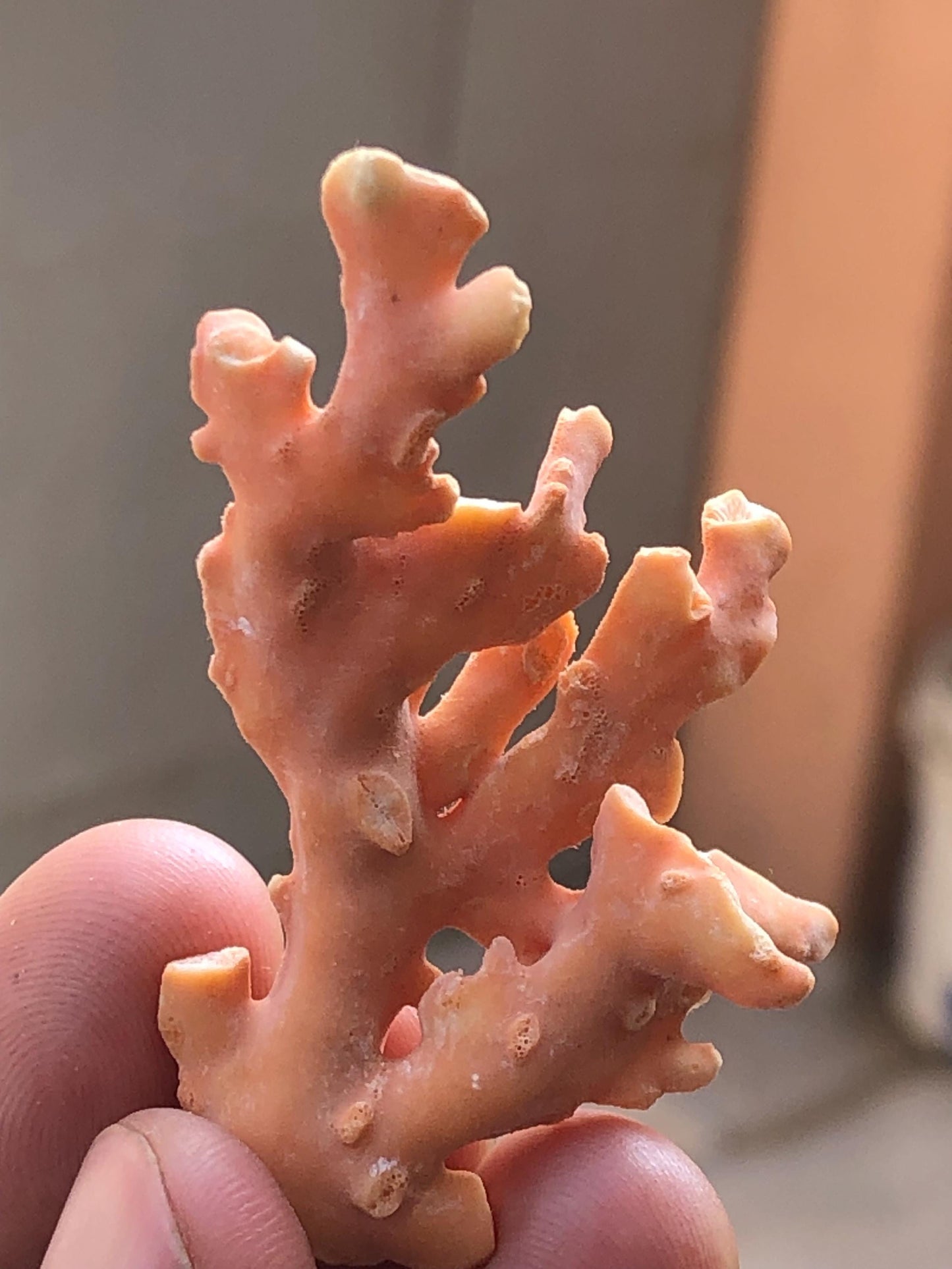 39.93 Carat Natural Coral Branch | Raw Specimen, Jewelry Craft