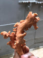 Large 49.3 Gram Raw Natural Red Coral Specimen • Rough Mediterranean Sea Coral Branch for Lapidary • Genuine Organic Gemstone