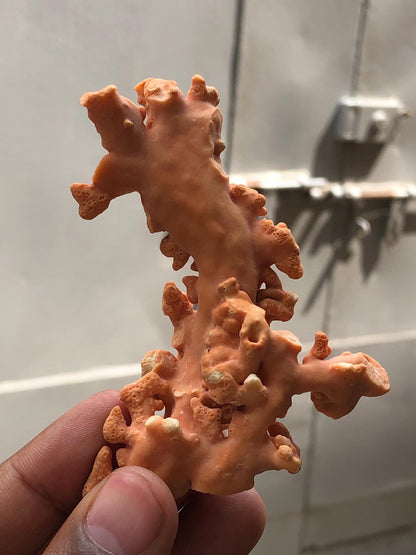 Large 49.3 Gram Raw Natural Red Coral Specimen • Rough Mediterranean Sea Coral Branch for Lapidary • Genuine Organic Gemstone