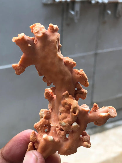 Large 49.3 Gram Raw Natural Red Coral Specimen • Rough Mediterranean Sea Coral Branch for Lapidary • Genuine Organic Gemstone