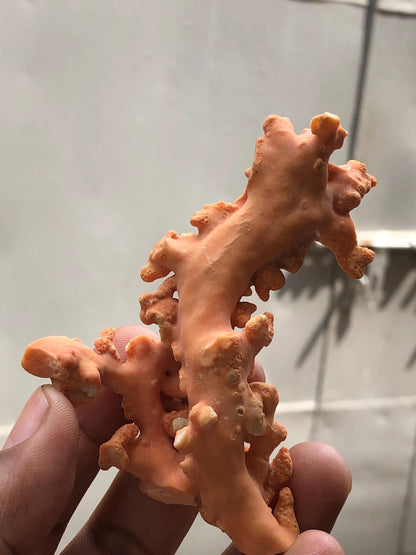 Large 49.3 Gram Raw Natural Red Coral Specimen • Rough Mediterranean Sea Coral Branch for Lapidary • Genuine Organic Gemstone