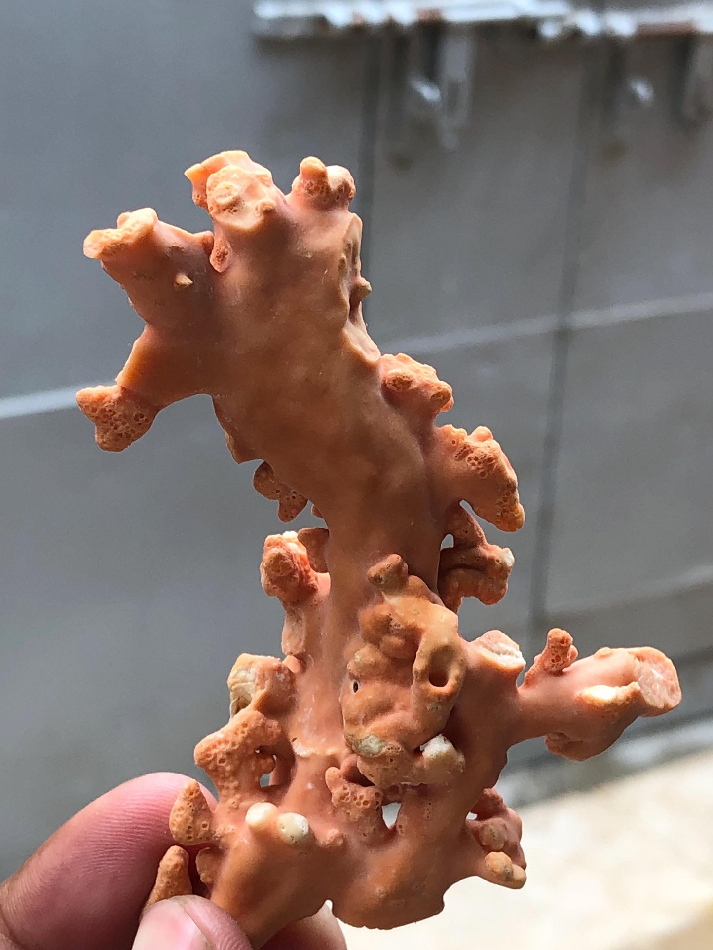 Large 49.3 Gram Raw Natural Red Coral Specimen • Rough Mediterranean Sea Coral Branch for Lapidary • Genuine Organic Gemstone