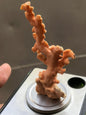 Natural Pink Coral Rough Specimen • Raw Coral Branch • Ocean Fossil Decor • Collector’s Mineral