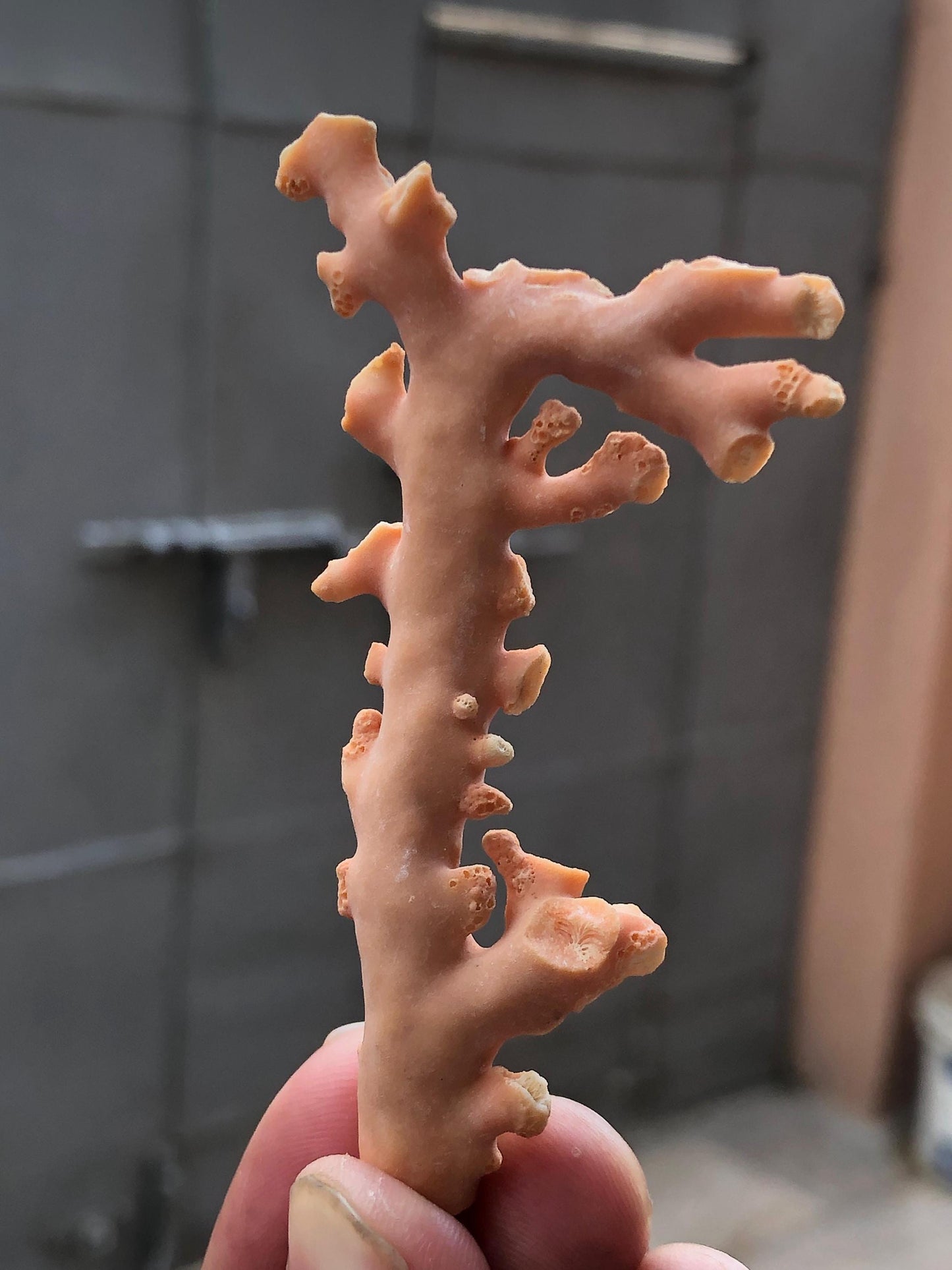 Natural Coral Branch Specimen 11.255g | Organic Coral Skeleton 76.7mm | Sea Coral Branch | Coastal Decor | Collector Natural Specimen