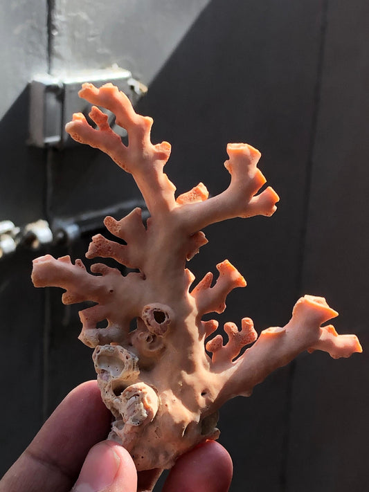 Natural Coral Branch Rough 44.87g | 99.6mm Organic Sea Coral Specimen | Raw Coral for Jewelry, Aquarium Decor & Collectors