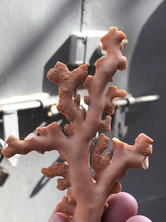 Natural Coral Branch Rough 29.23g | 90.8mm Organic Sea Coral Specimen | Raw Coral for Jewelry, Coastal Decor & Collectors
