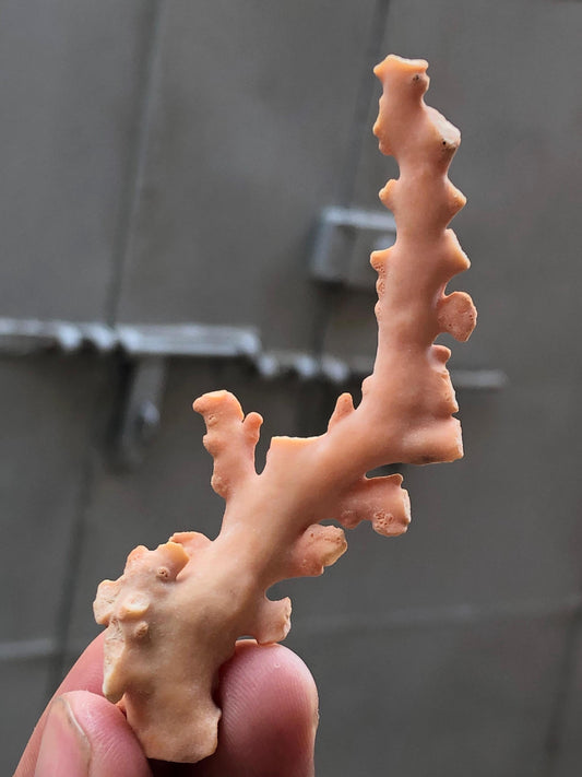Natural Coral Branch Specimen 10.285g | Organic Sea Coral Skeleton 80.01mm | Raw Coral Branch | Coastal Home Decor | Collector Specimen