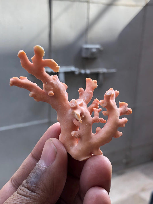 Natural Coral Branch Specimen 17.517g | Organic Coral Skeleton | Jewelry Supply | Collector Display | Coastal Decor