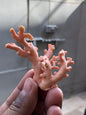 Natural Coral Branch Specimen 17.517g | Organic Coral Skeleton | Jewelry Supply | Collector Display | Coastal Decor