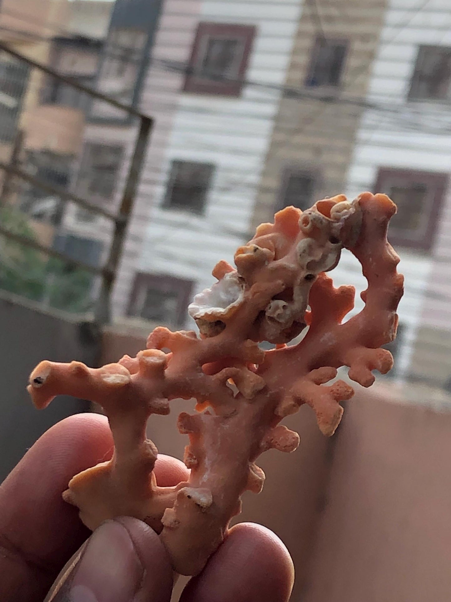 Natural Coral Branch | Ocean Specimen, Coastal Decor (68.7mm, 94.63 Ct.)