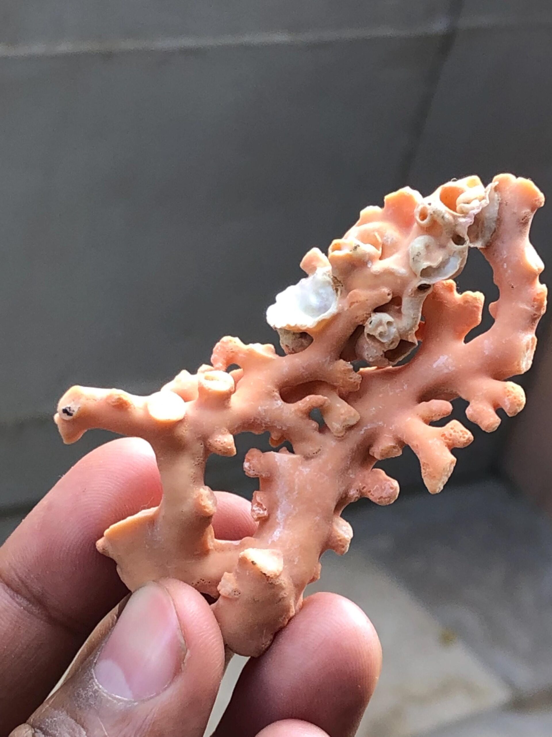 Natural Coral Branch | Ocean Specimen, Coastal Decor (68.7mm, 94.63 Ct.) - Image 2