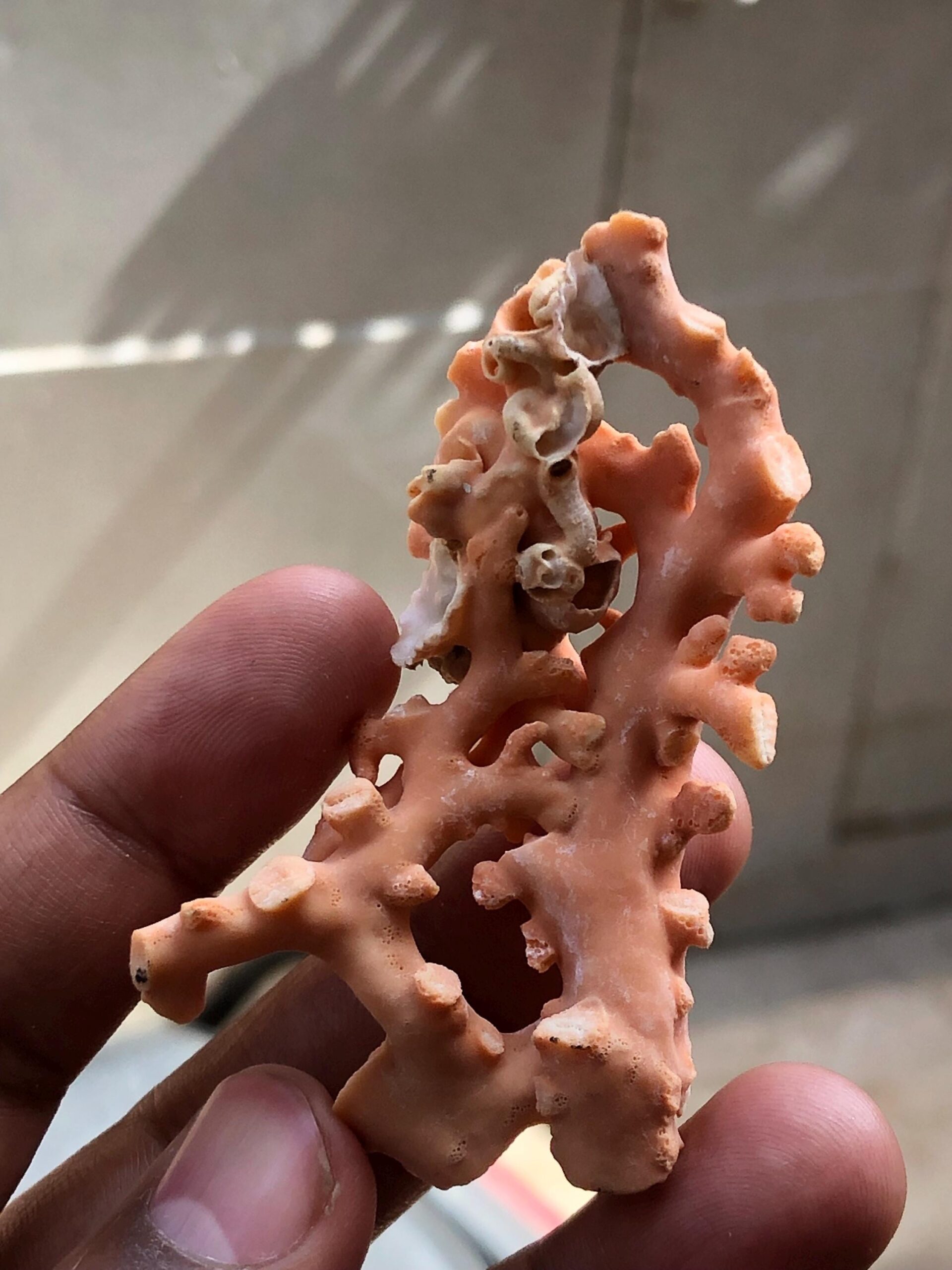 Natural Coral Branch | Ocean Specimen, Coastal Decor (68.7mm, 94.63 Ct.) - Image 8