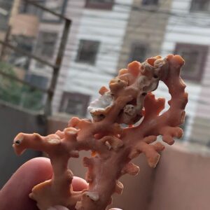 Natural Coral Branch | Ocean Specimen, Coastal Decor (68.7mm, 94.63 Ct.)