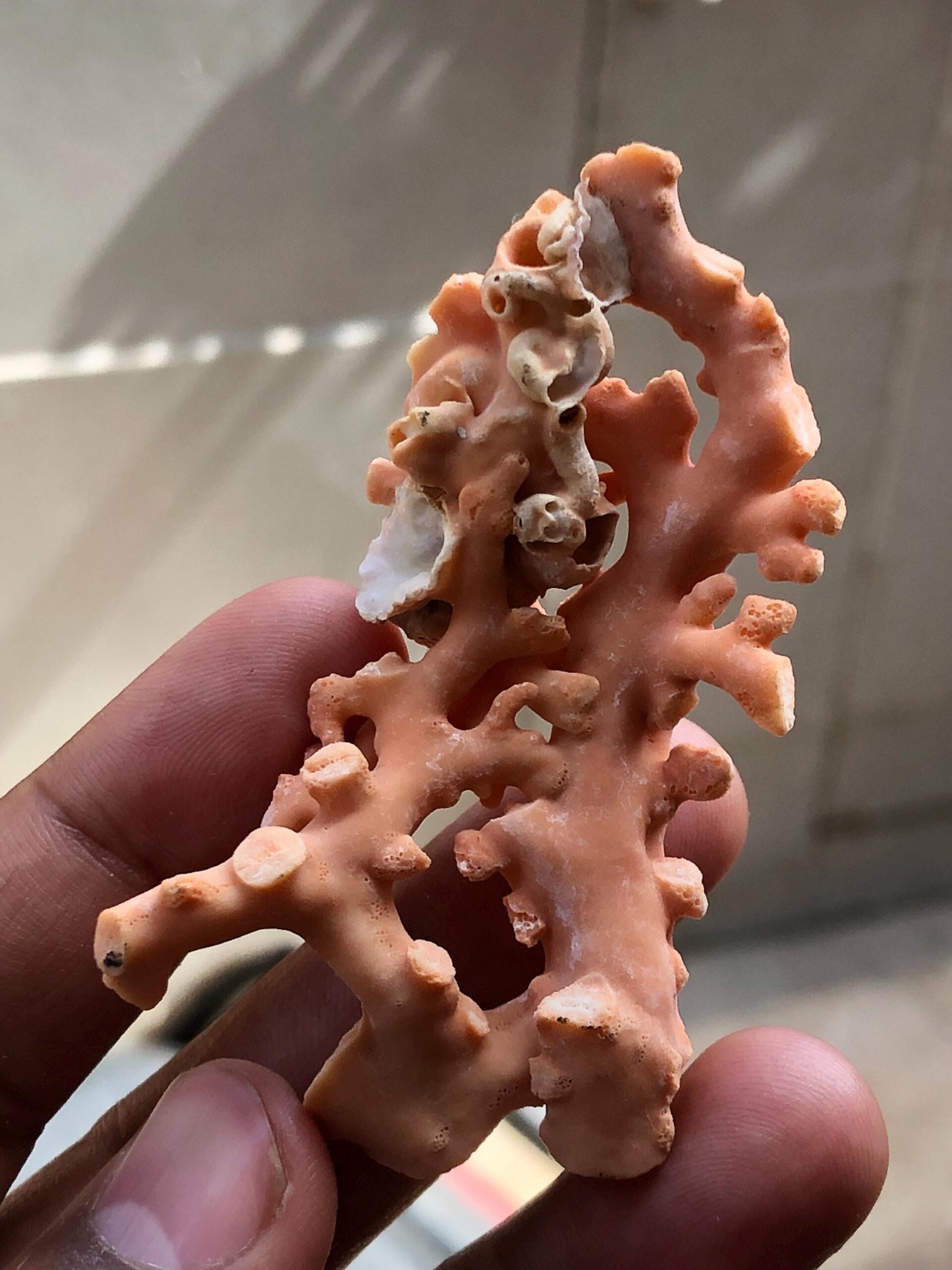 Natural Coral Branch | Ocean Specimen, Coastal Decor (68.7mm, 94.63 Ct.) - Image 7