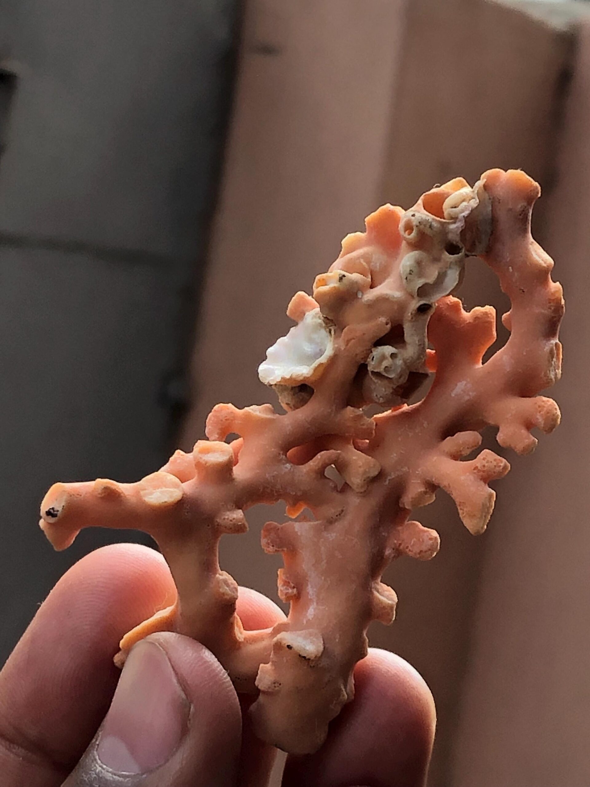 Natural Coral Branch | Ocean Specimen, Coastal Decor (68.7mm, 94.63 Ct.) - Image 9