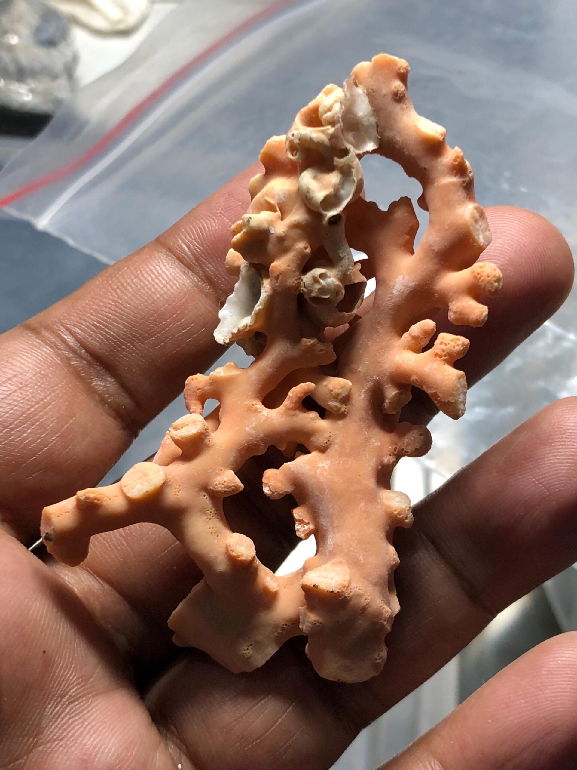 Natural Coral Branch | Ocean Specimen, Coastal Decor (68.7mm, 94.63 Ct.) - Image 5
