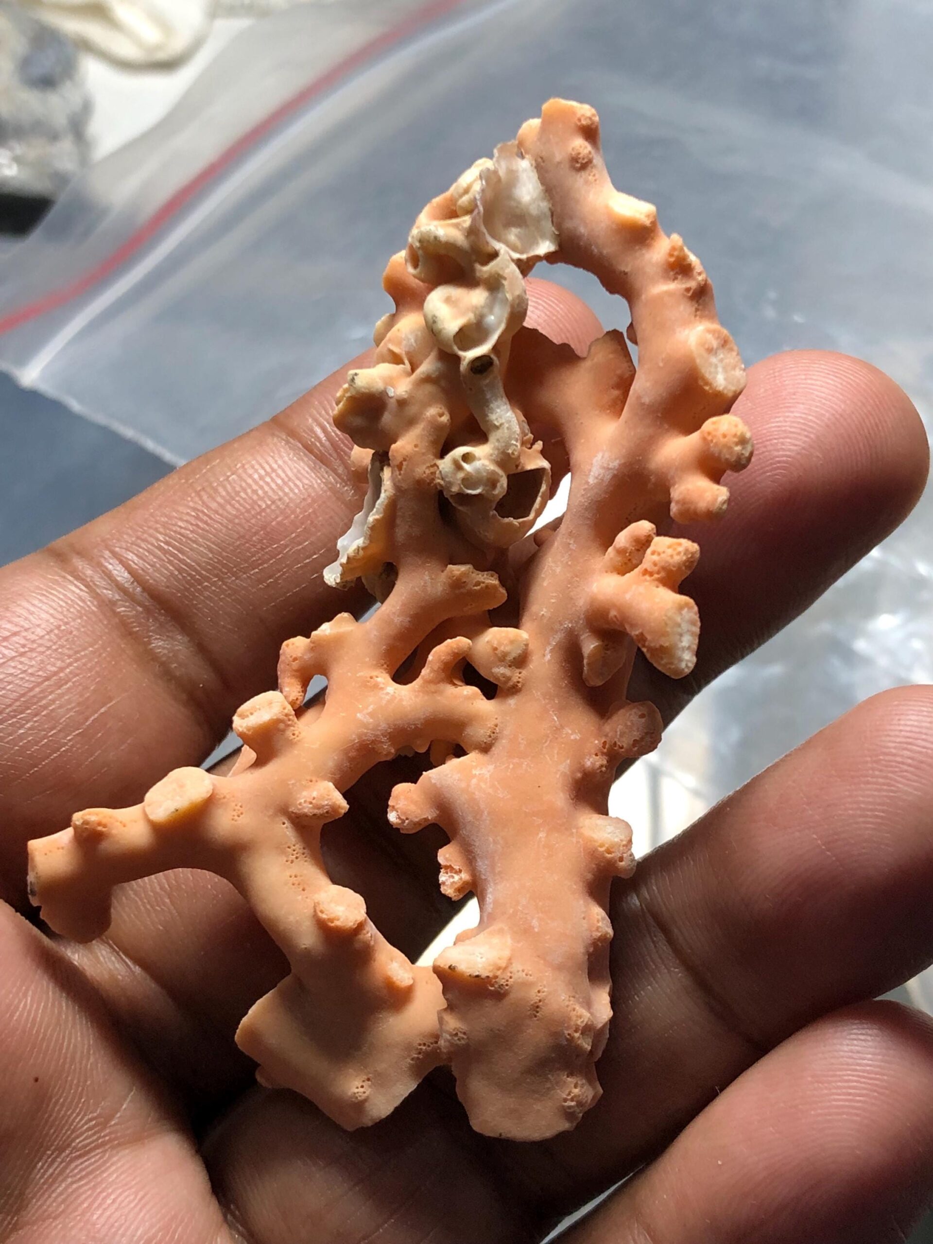 Natural Coral Branch | Ocean Specimen, Coastal Decor (68.7mm, 94.63 Ct.) - Image 3