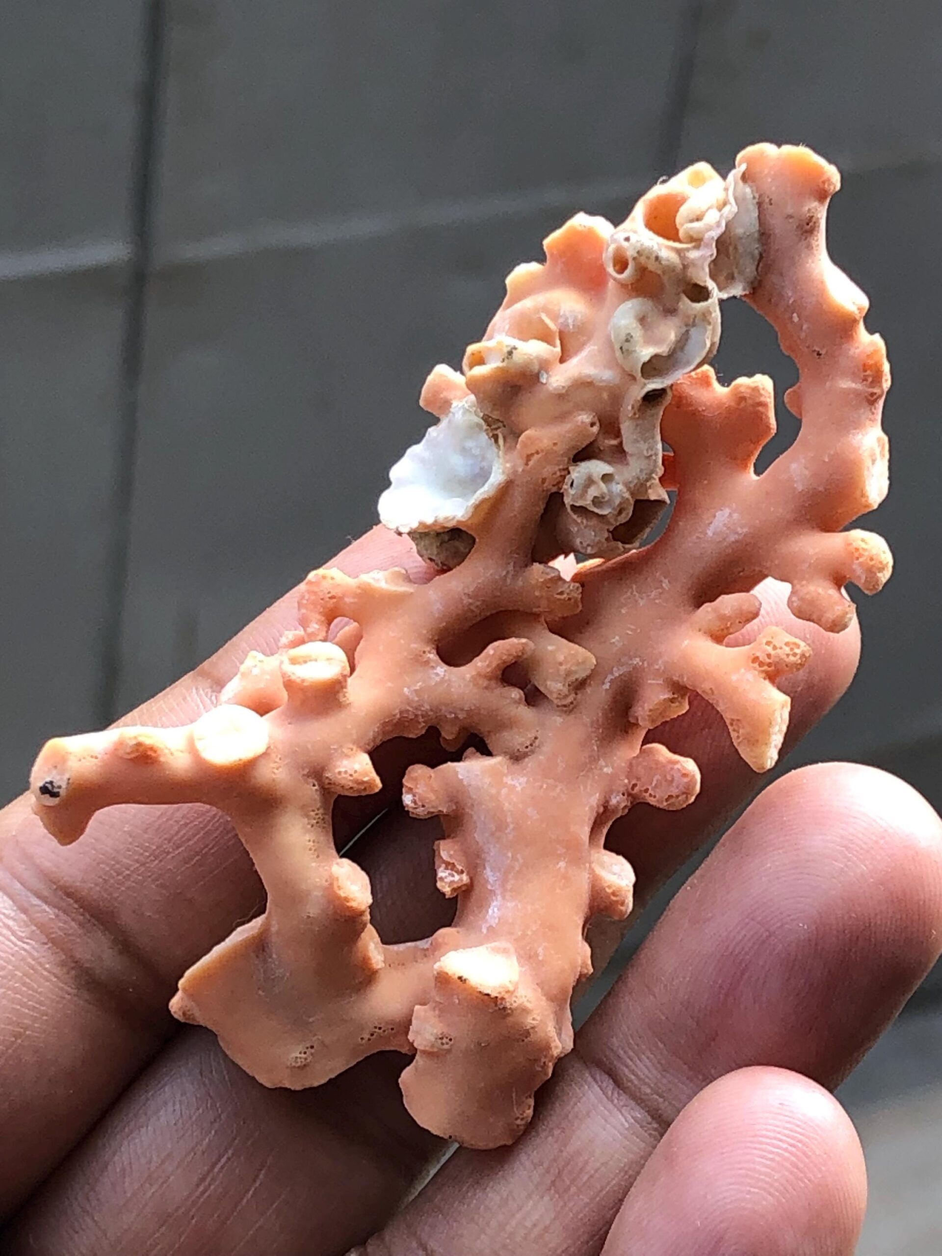 Natural Coral Branch | Ocean Specimen, Coastal Decor (68.7mm, 94.63 Ct.) - Image 10