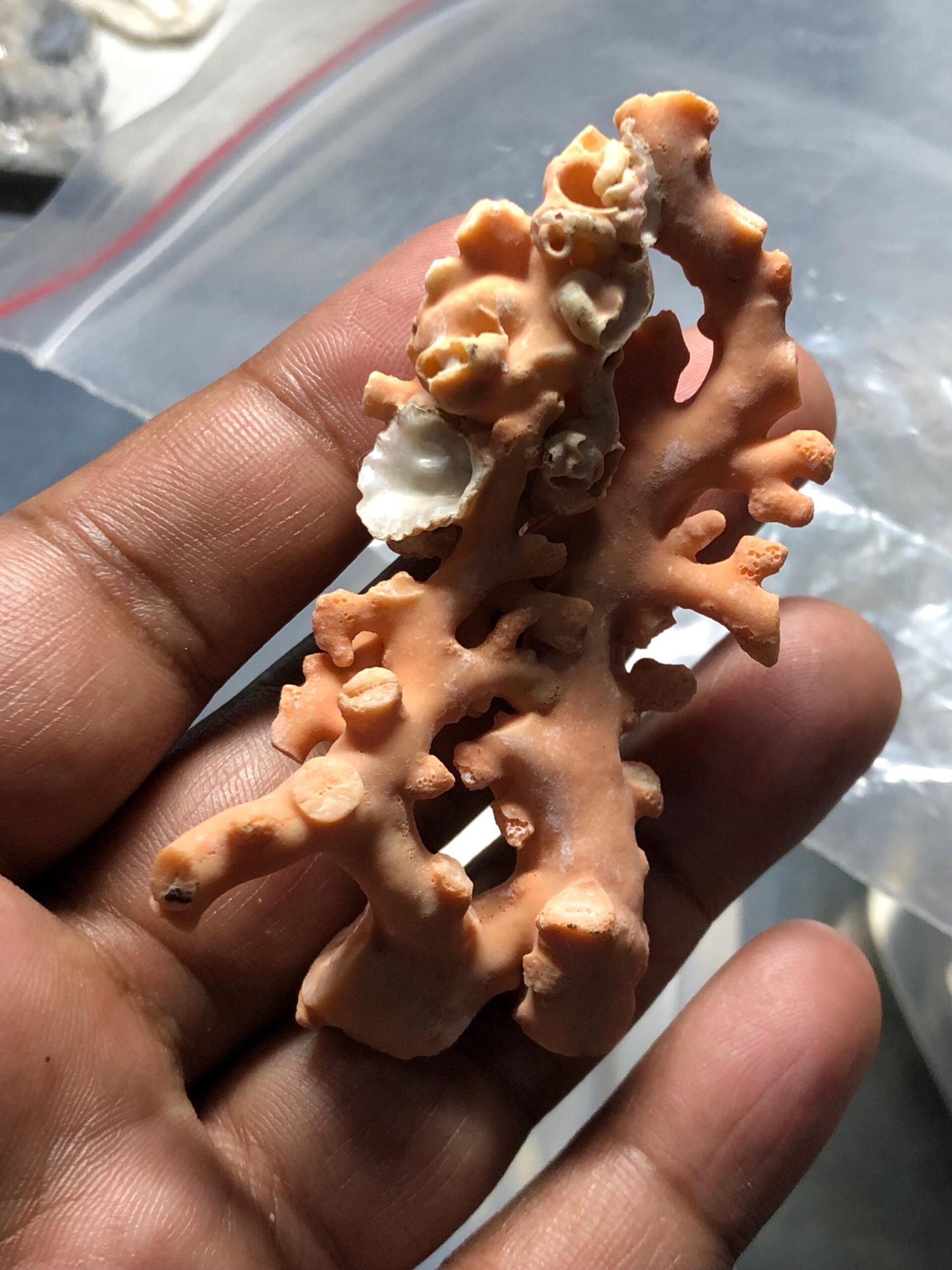 Natural Coral Branch | Ocean Specimen, Coastal Decor (68.7mm, 94.63 Ct.) - Image 4