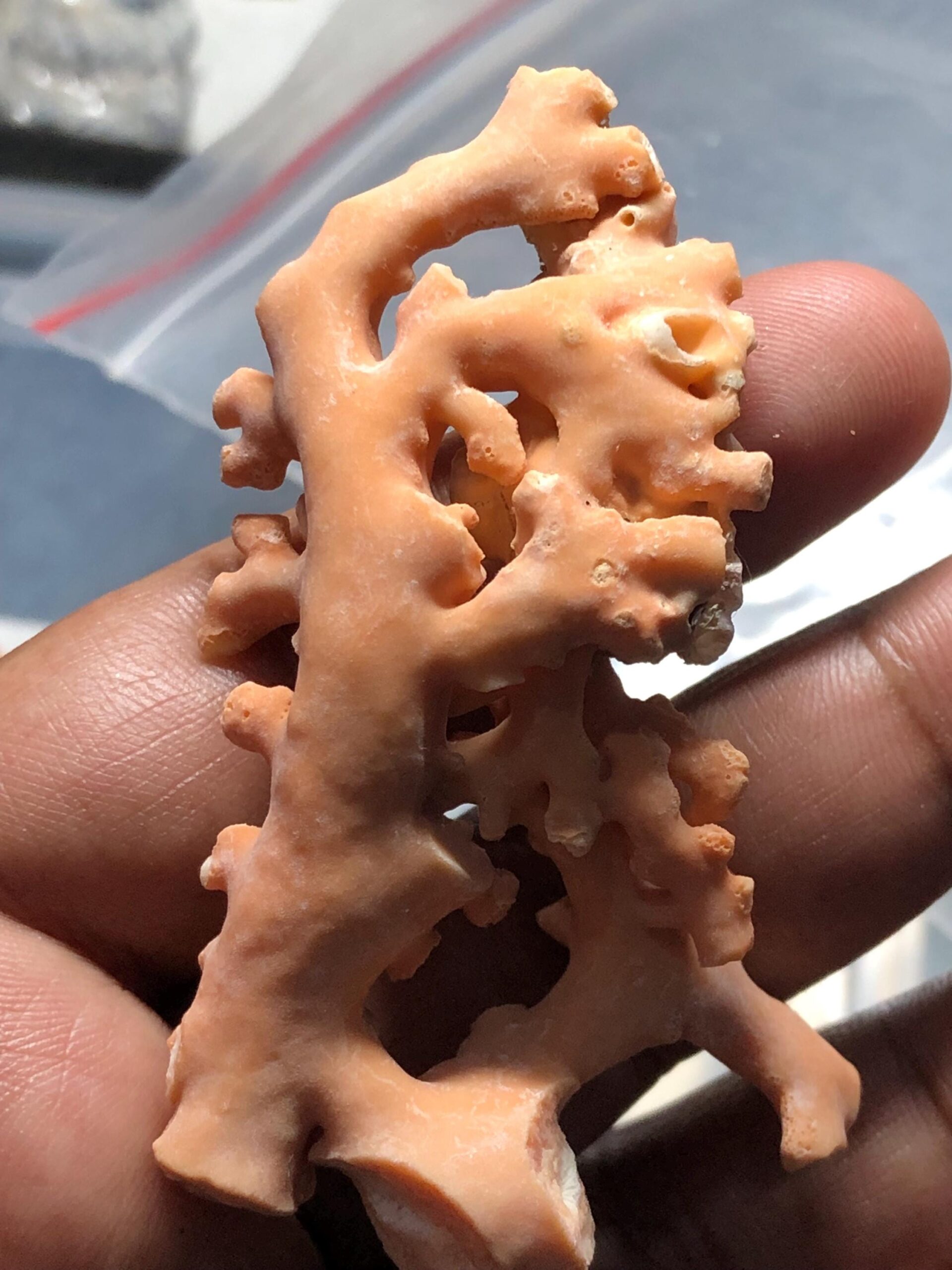 Natural Coral Branch | Ocean Specimen, Coastal Decor (68.7mm, 94.63 Ct.) - Image 6