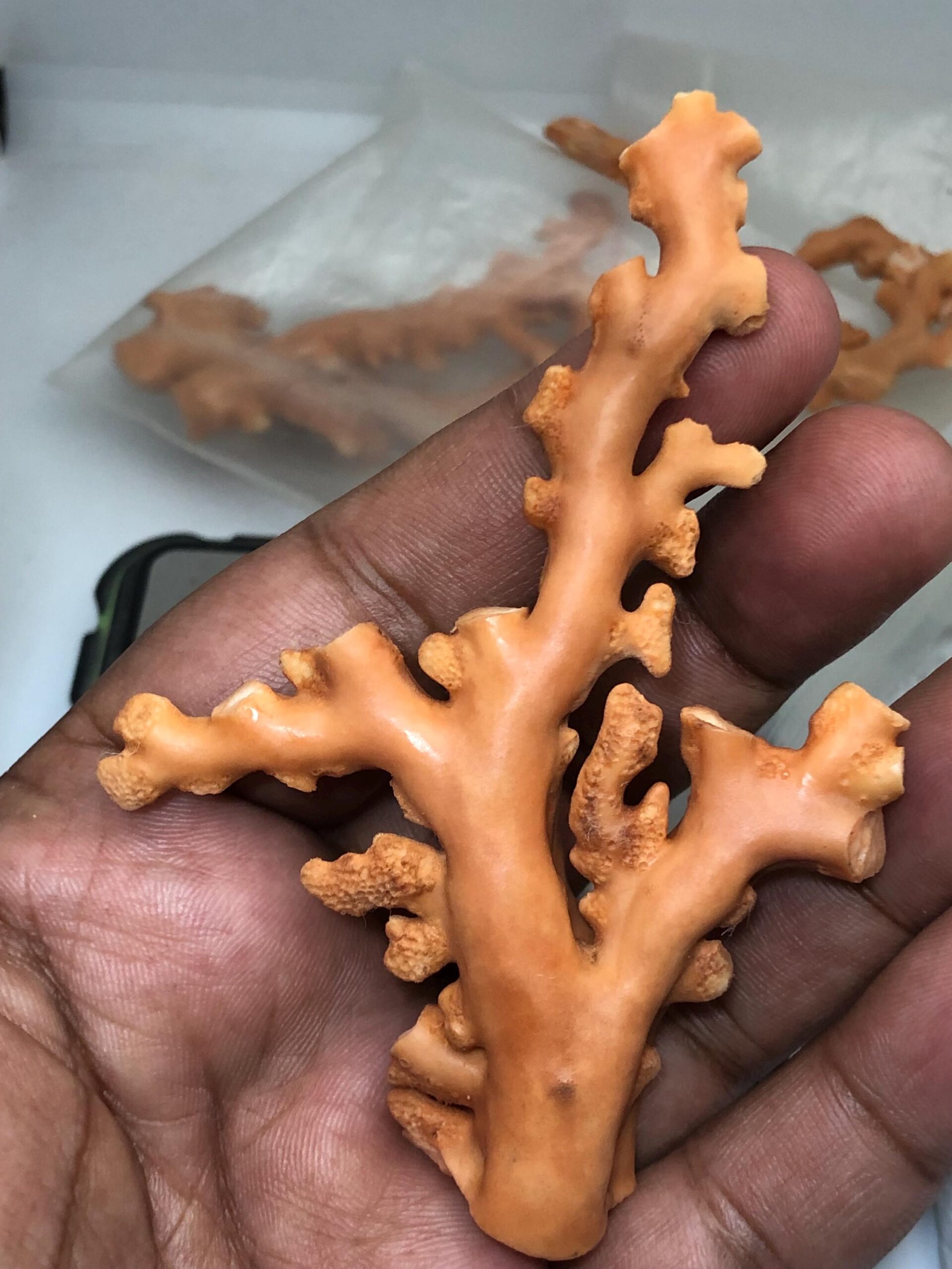 Natural Coral Branch Specimen | Organic Jewelry Making, Coastal Decor | 27.558 grm | 91.5 mm - Image 4