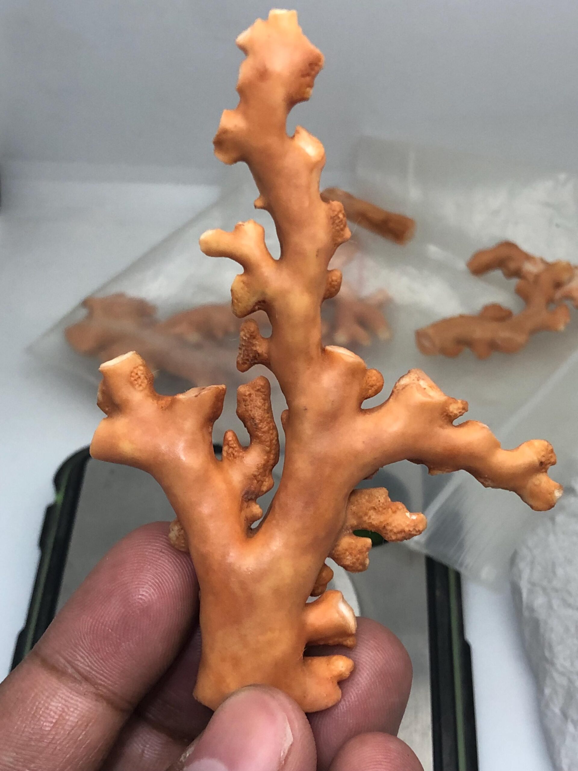 Natural Coral Branch Specimen | Organic Jewelry Making, Coastal Decor | 27.558 grm | 91.5 mm - Image 8