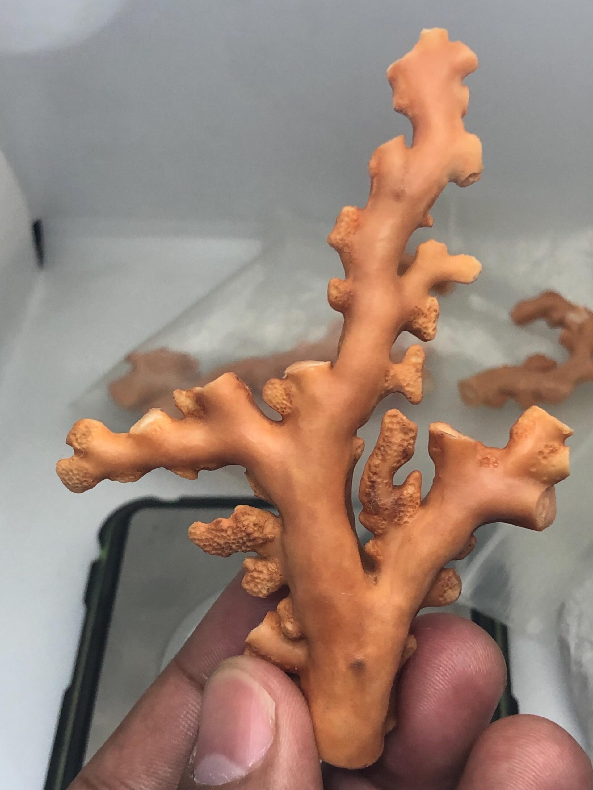 Natural Coral Branch Specimen | Organic Jewelry Making, Coastal Decor | 27.558 grm | 91.5 mm - Image 3