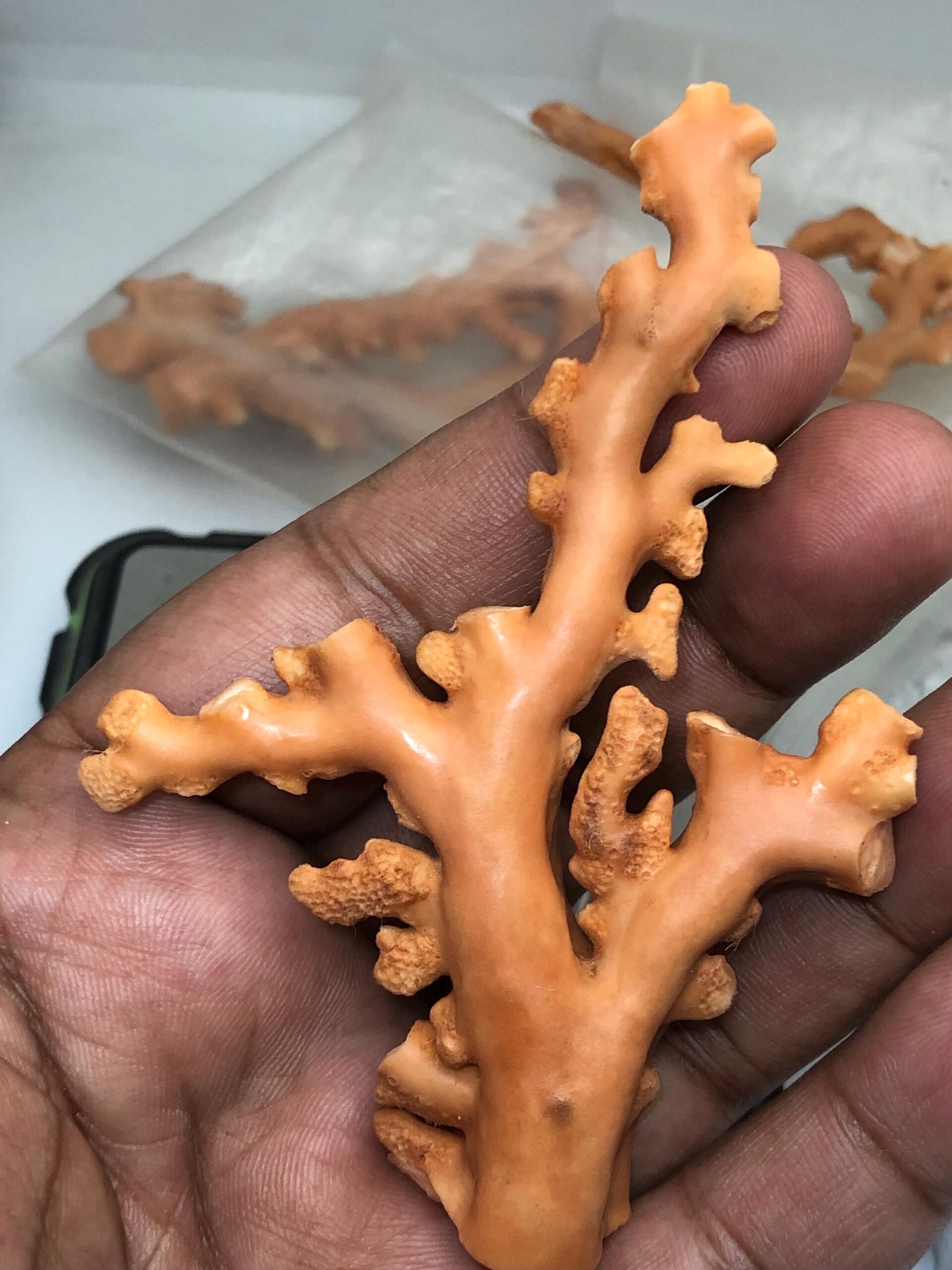 Natural Coral Branch Specimen | Organic Jewelry Making, Coastal Decor | 27.558 grm | 91.5 mm - Image 7