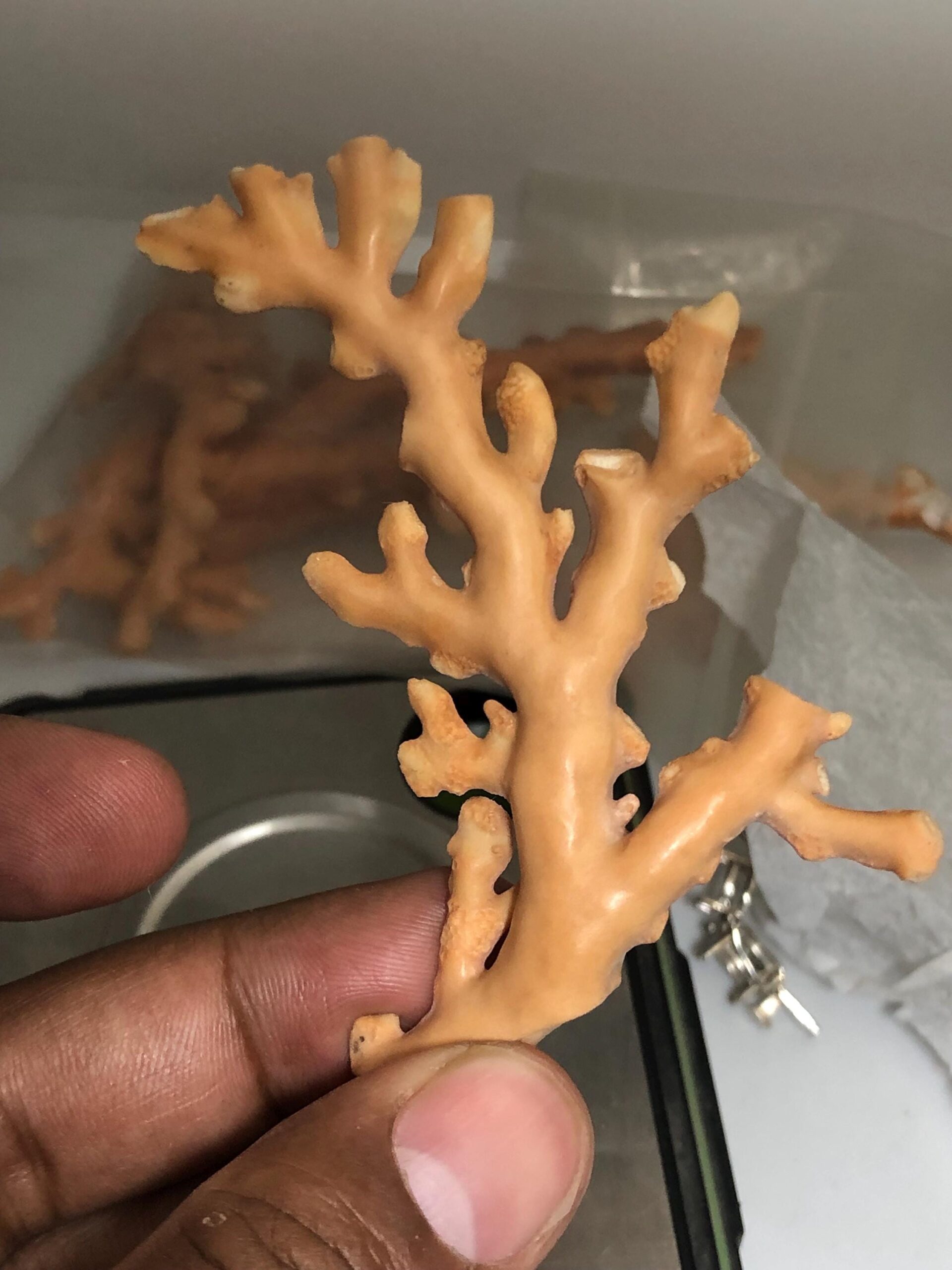 Natural Coral Rough Branch • Genuine Sea Specimen for Jewelry Making, Beach Decor, 67.625 carat - Image 3