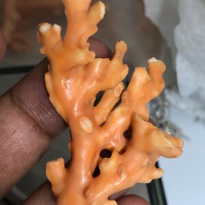 40 Carat Natural Coral Branch | Raw Specimen, Jewelry Craft