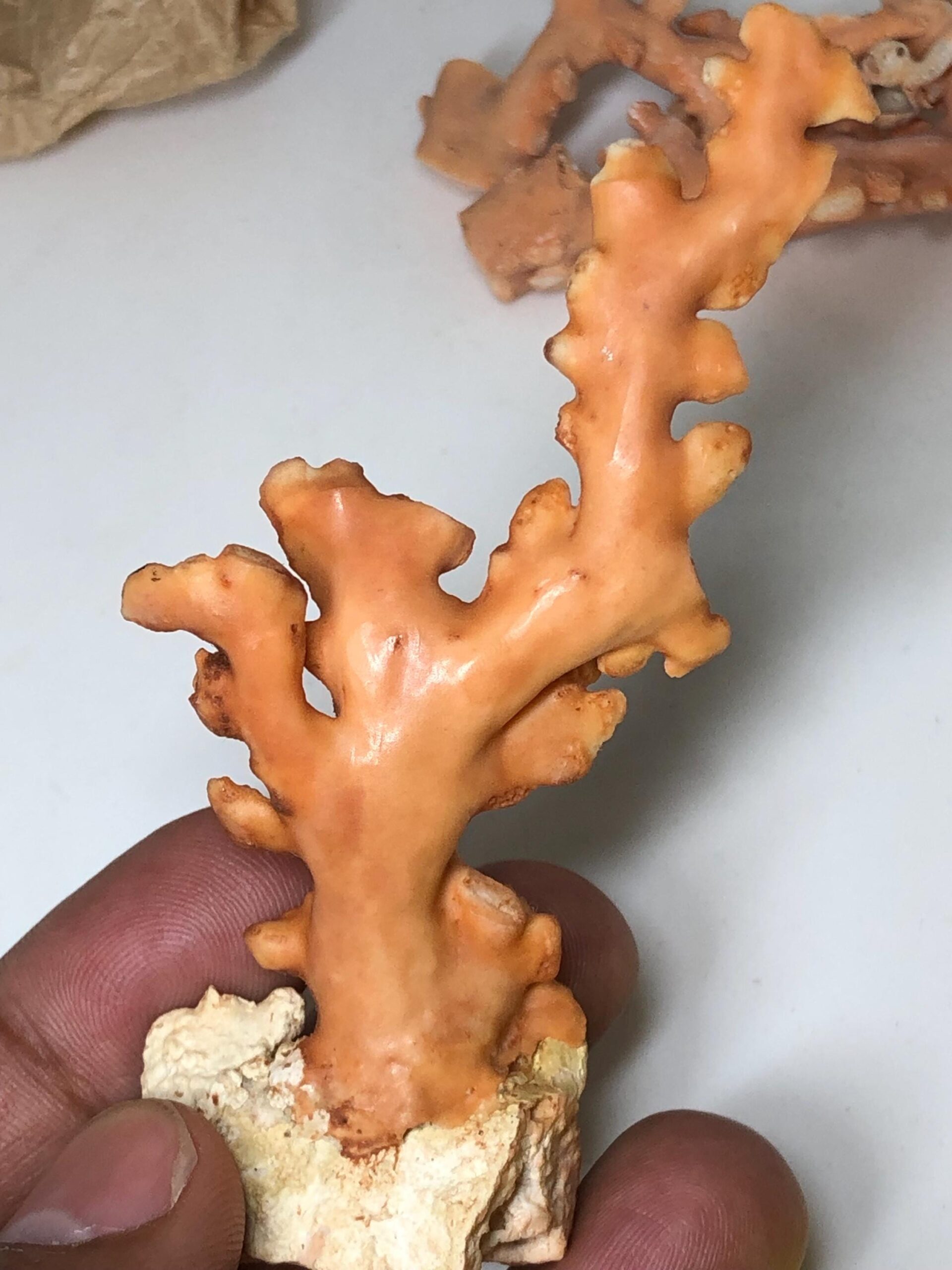 Natural Pink Coral Rough Specimen • Raw Coral Branch • Ocean Fossil Decor • Collector’s Mineral - Image 9