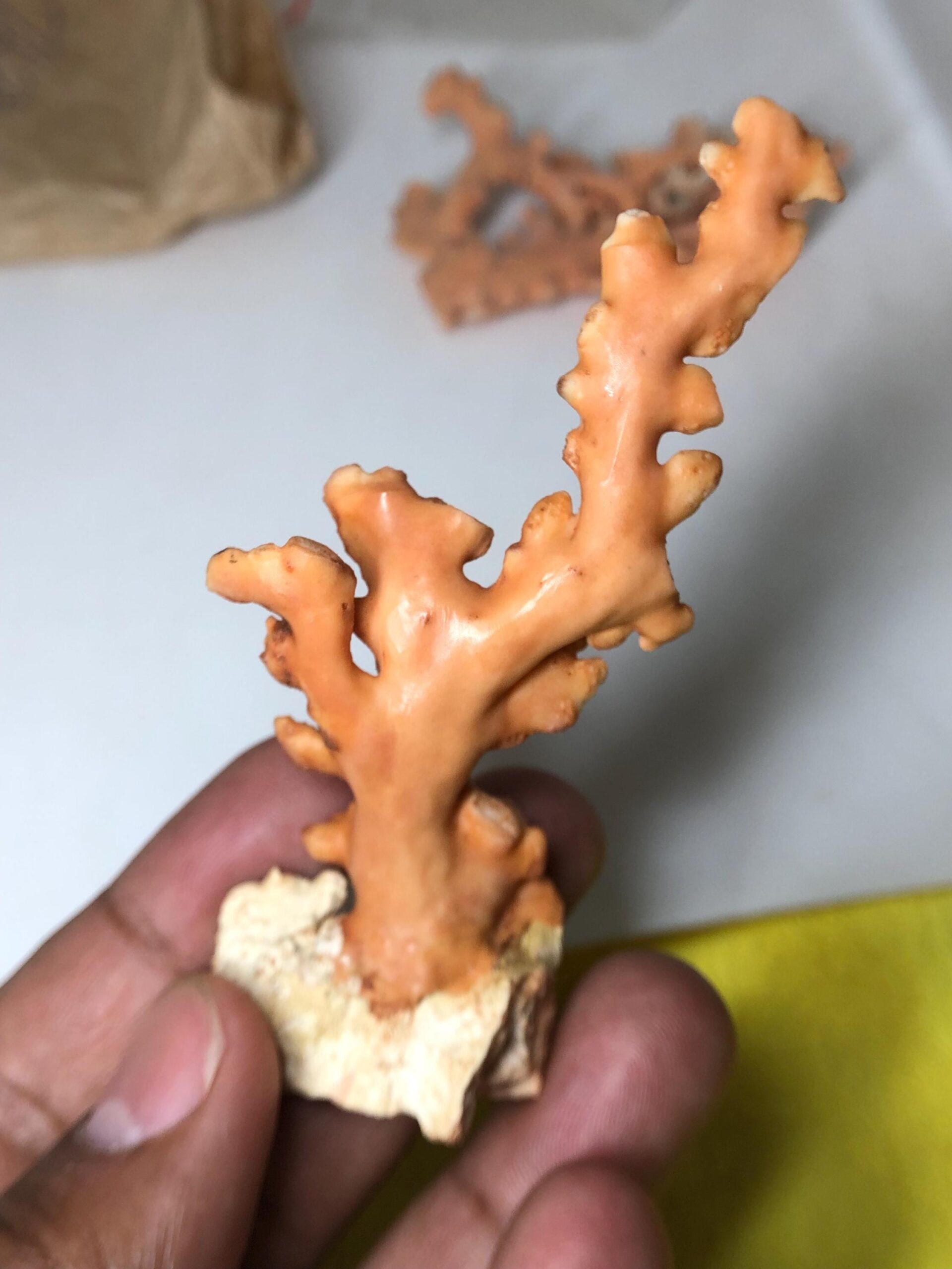 Natural Pink Coral Rough Specimen • Raw Coral Branch • Ocean Fossil Decor • Collector’s Mineral - Image 5
