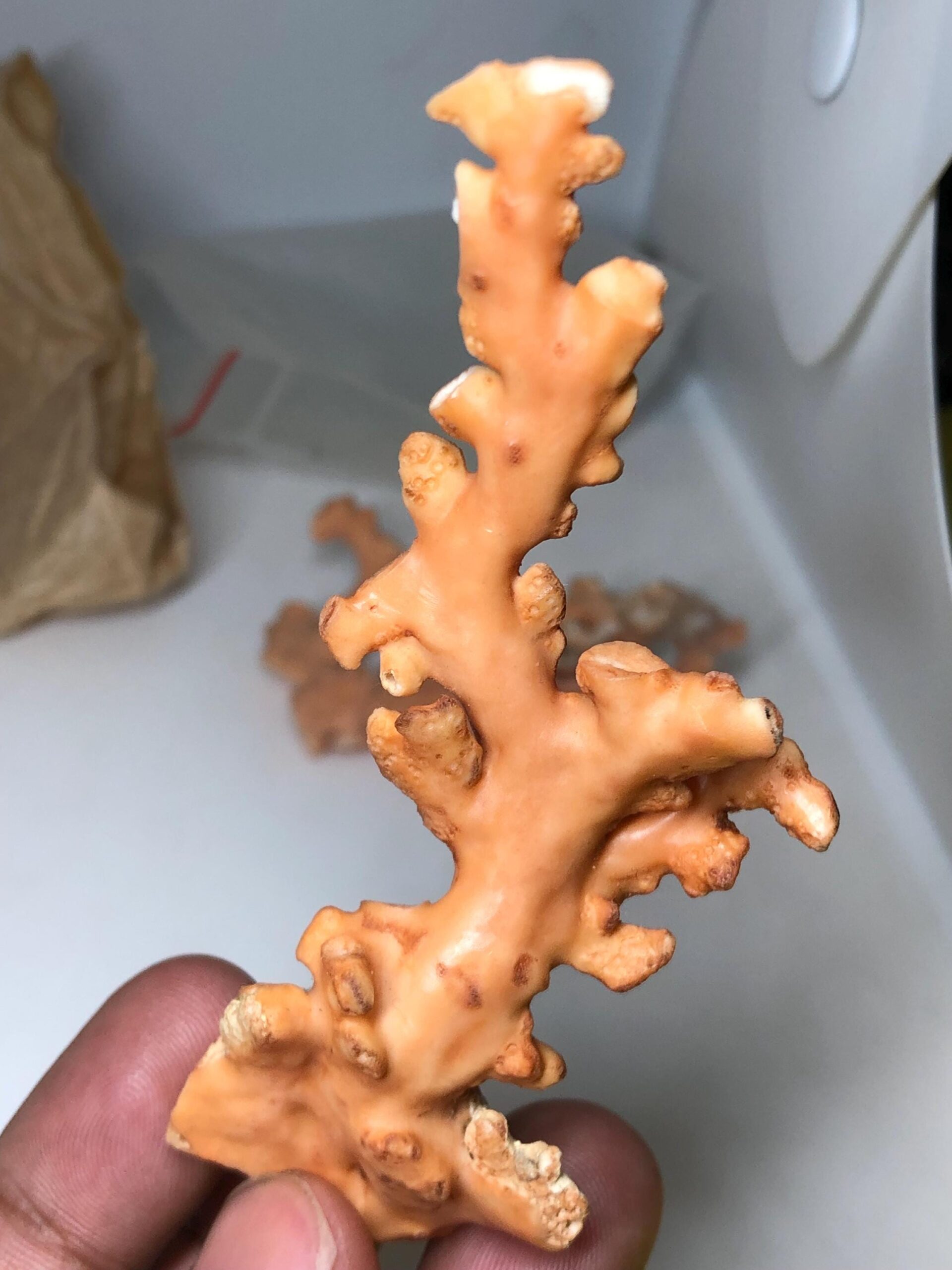 Natural Pink Coral Rough Specimen • Raw Coral Branch • Ocean Fossil Decor • Collector’s Mineral - Image 10