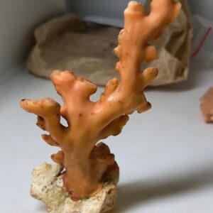Natural Pink Coral Rough Specimen • Raw Coral Branch • Ocean Fossil Decor • Collector’s Mineral