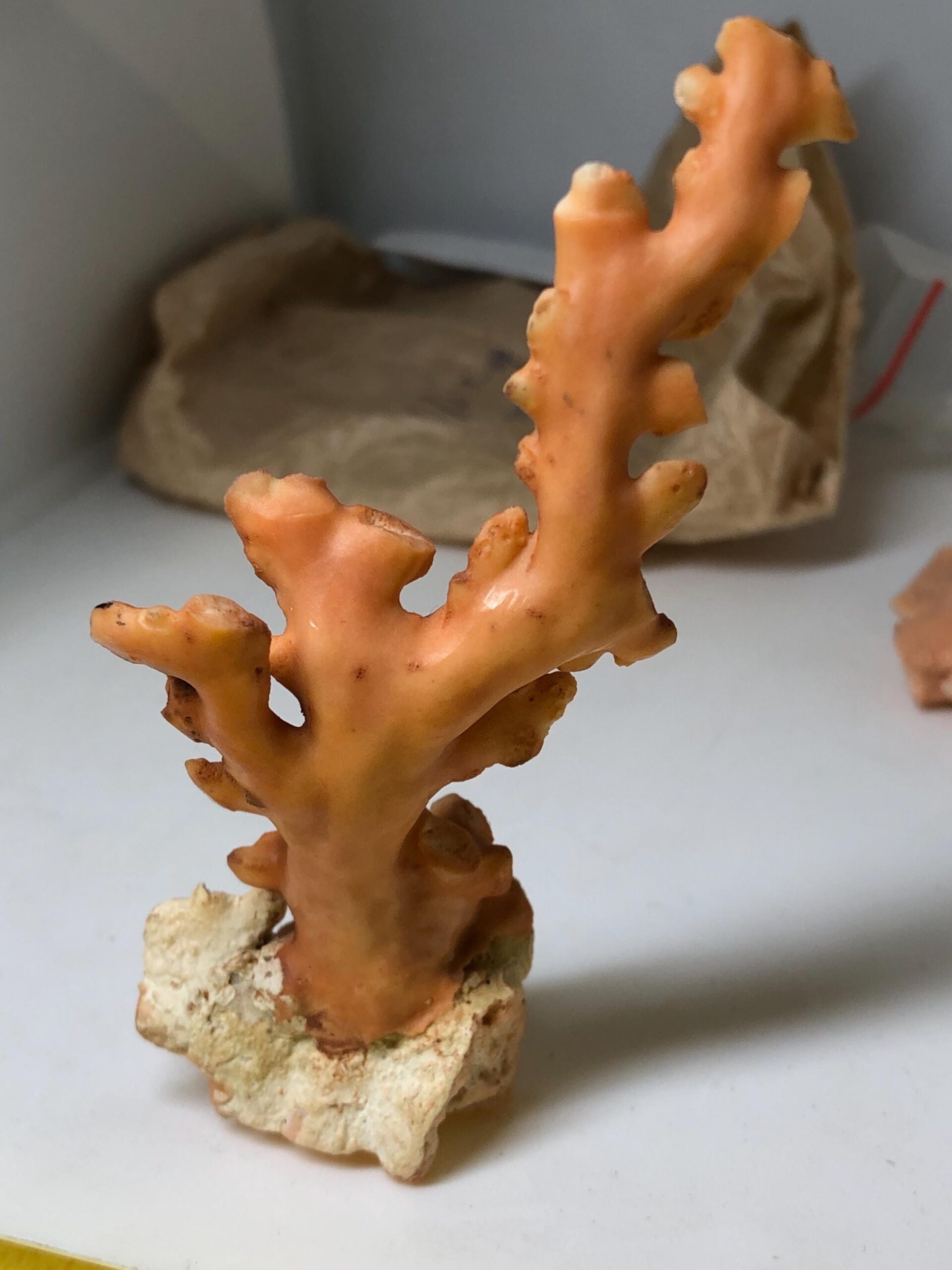 Natural Pink Coral Rough Specimen • Raw Coral Branch • Ocean Fossil Decor • Collector’s Mineral