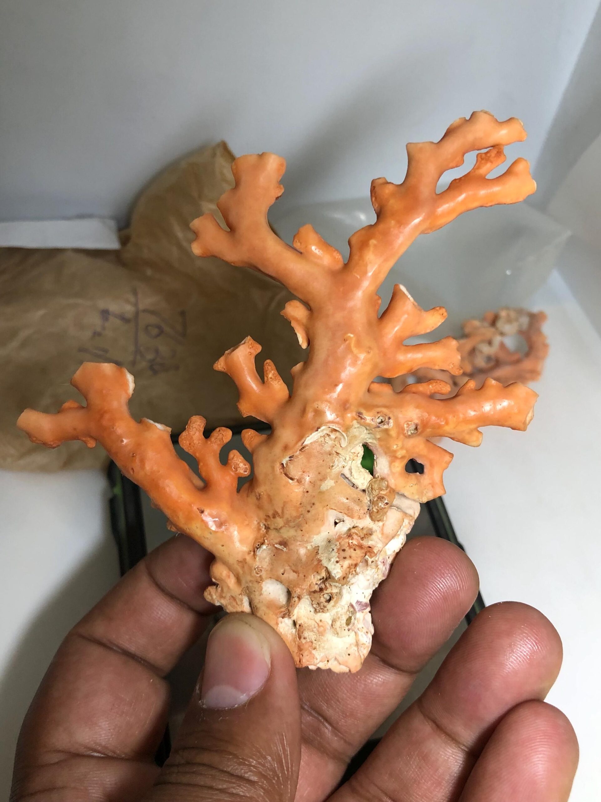 Natural Coral Branch Specimen | Organic Jewelry, Aquarium Decor, Collector Piece - Image 2