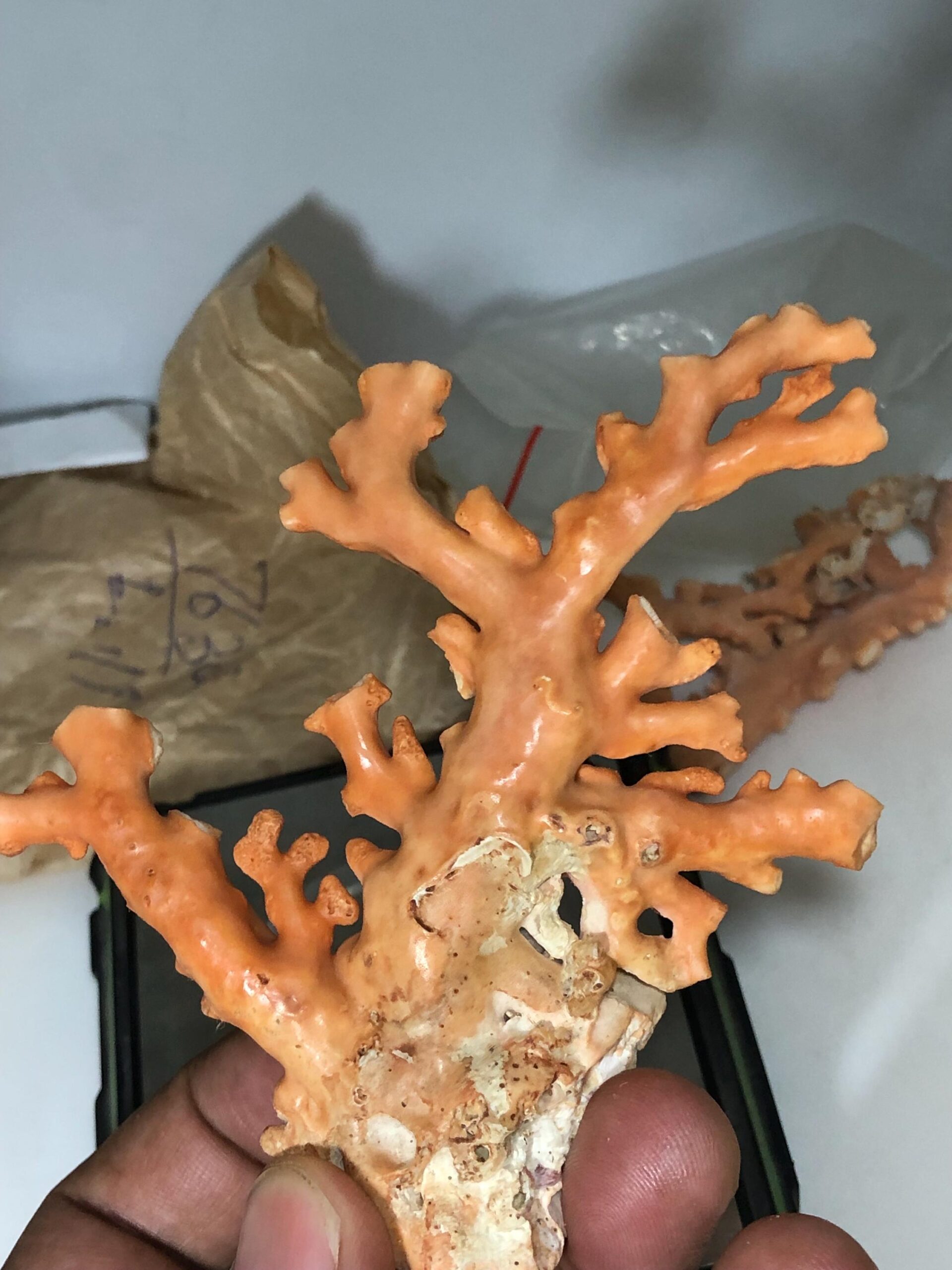 Natural Coral Branch Specimen | Organic Jewelry, Aquarium Decor, Collector Piece - Image 3