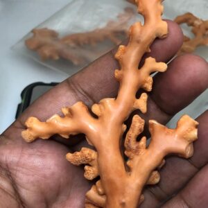 Natural Coral Branch Specimen | Organic Jewelry Making, Coastal Decor | 27.558 grm | 91.5 mm