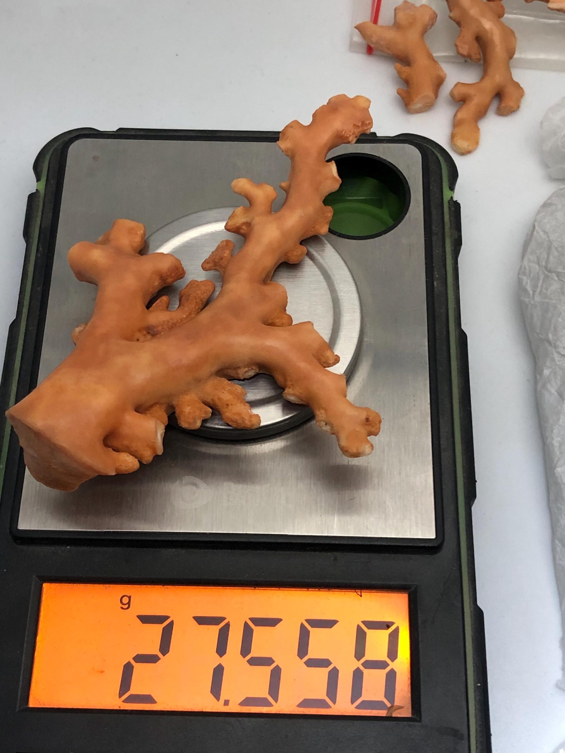 Natural Coral Branch Specimen | Organic Jewelry Making, Coastal Decor | 27.558 grm | 91.5 mm - Image 6