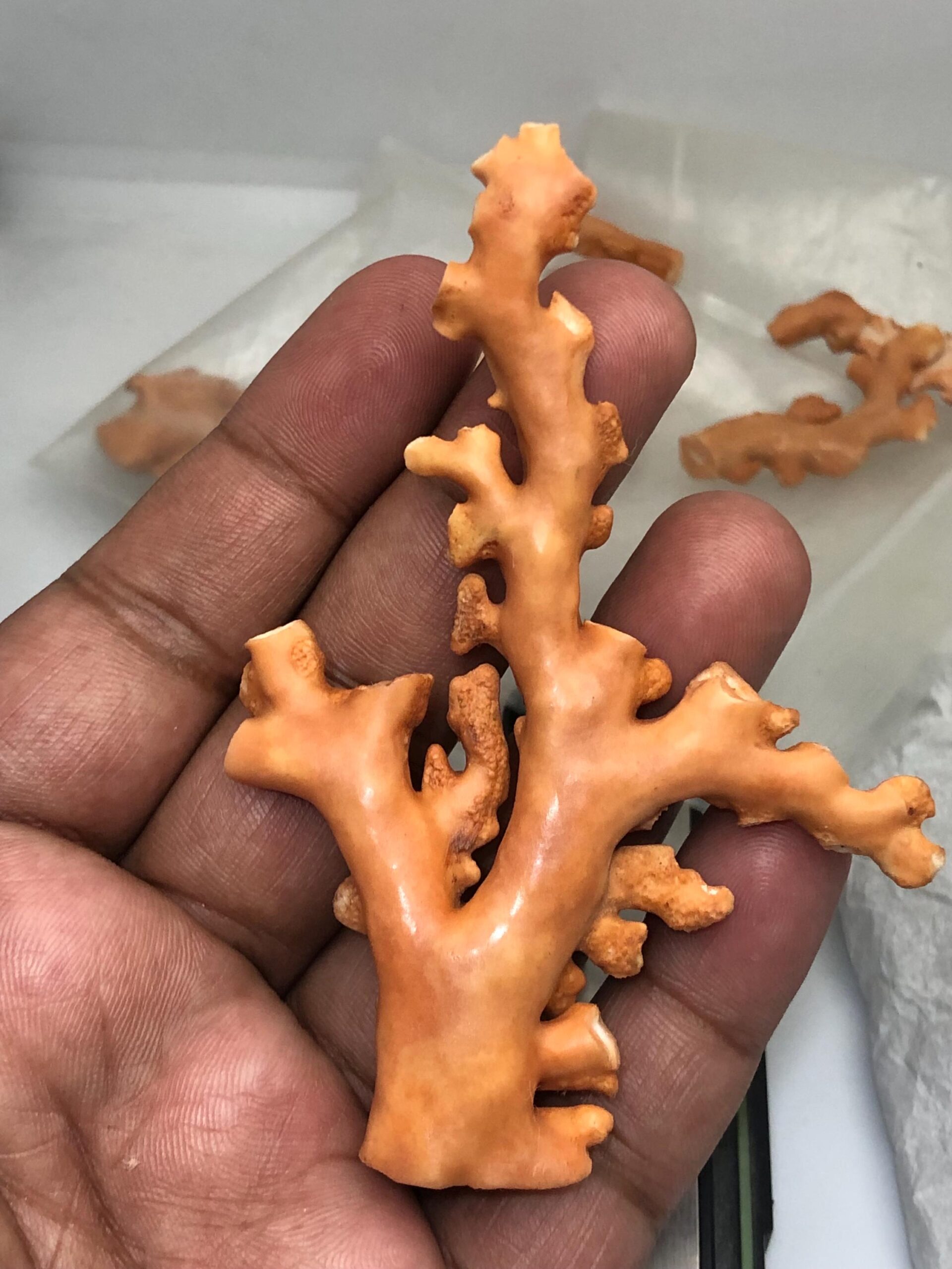 Natural Coral Branch Specimen | Organic Jewelry Making, Coastal Decor | 27.558 grm | 91.5 mm - Image 5