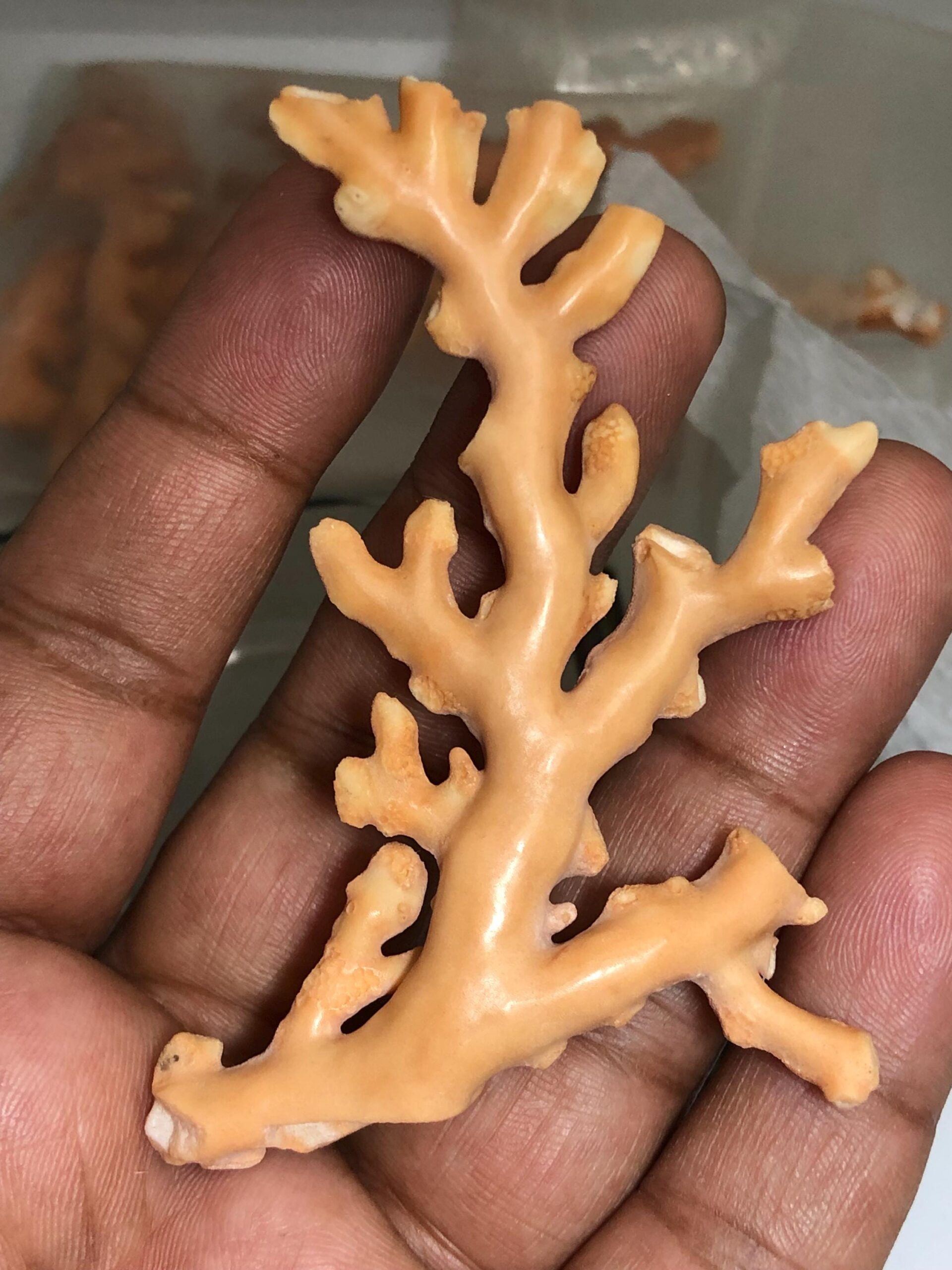 Natural Coral Rough Branch • Genuine Sea Specimen for Jewelry Making, Beach Decor, 67.625 carat