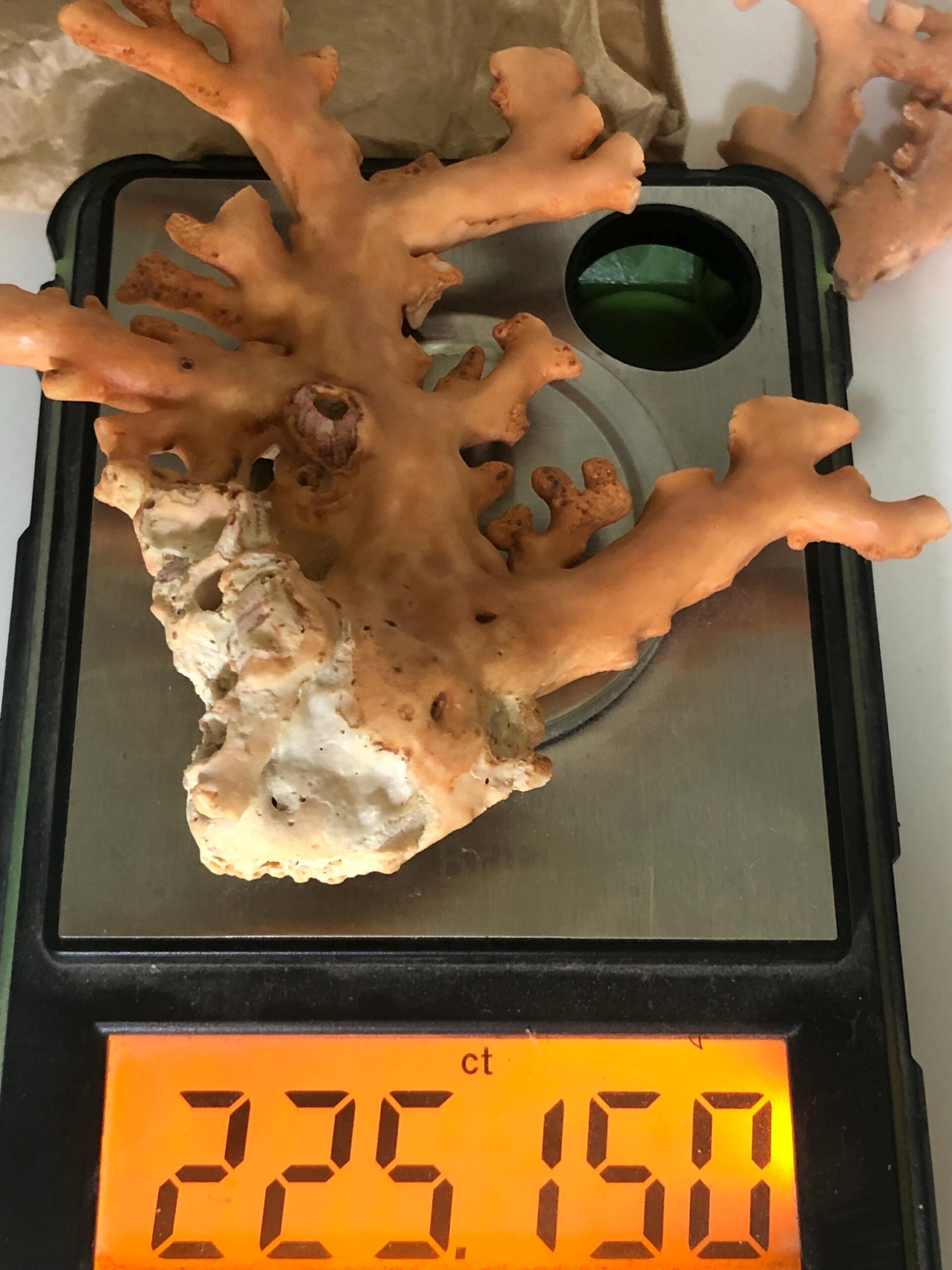 Natural Coral Branch Specimen | Organic Jewelry, Aquarium Decor, Collector Piece - Image 5