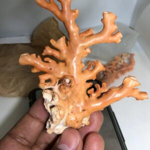 Natural Coral Branch Specimen | Organic Jewelry, Aquarium Decor, Collector Piece