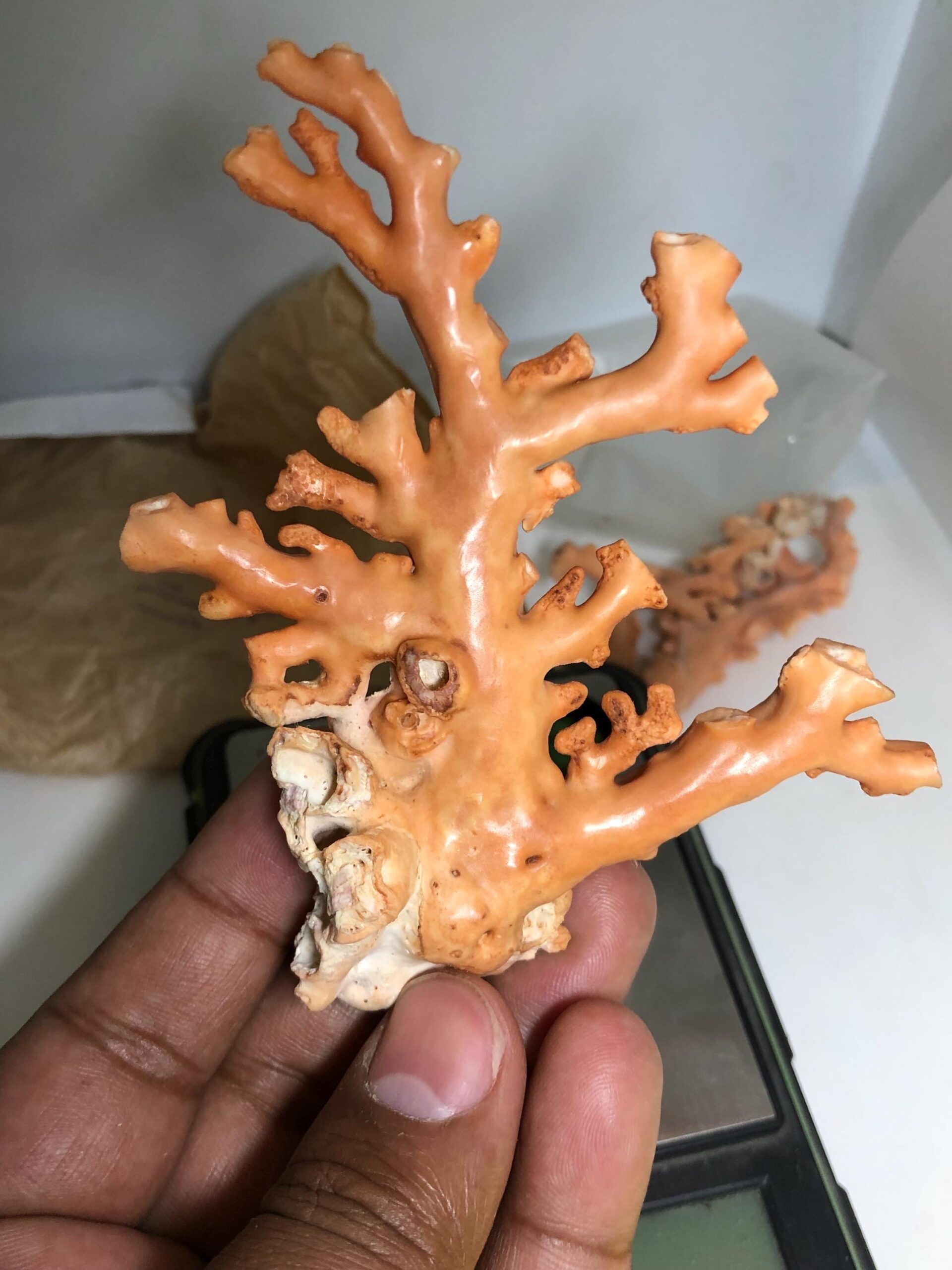 Natural Coral Branch Specimen | Organic Jewelry, Aquarium Decor, Collector Piece
