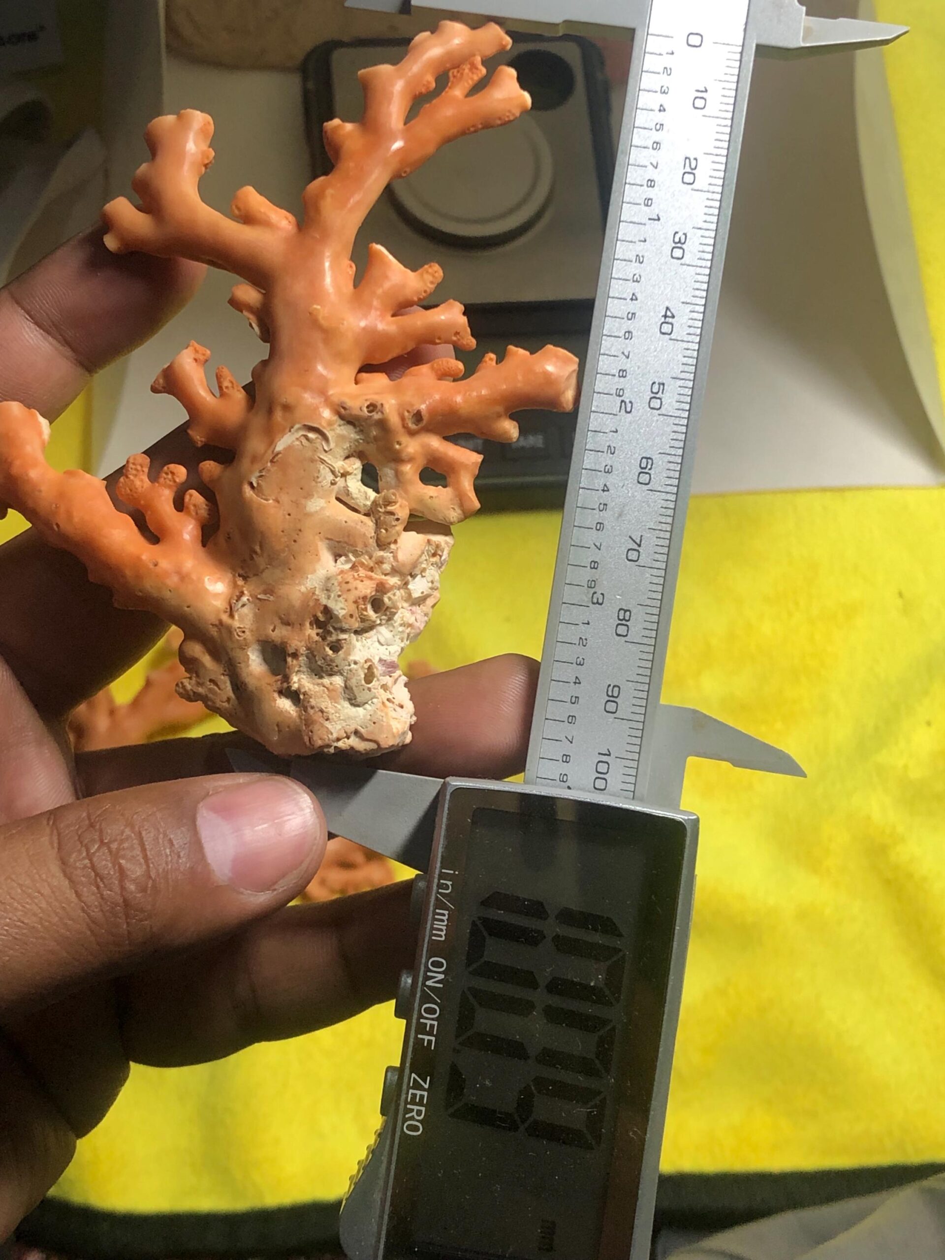 Natural Coral Branch Specimen | Organic Jewelry, Aquarium Decor, Collector Piece - Image 4